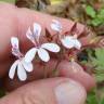 Fotografia 5 da espécie Pelargonium sidoides do Jardim Botânico UTAD