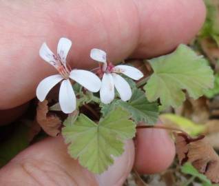 Fotografia da espécie Pelargonium sidoides