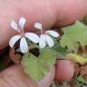 Fotografia 6 da espécie Pelargonium sidoides do Jardim Botânico UTAD