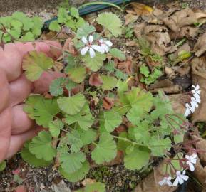 Fotografia da espécie Pelargonium sidoides