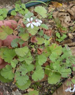 Fotografia 7 da espécie Pelargonium sidoides no Jardim Botânico UTAD