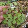 Fotografia 7 da espécie Pelargonium sidoides do Jardim Botânico UTAD