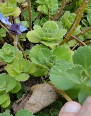 Fotografia 3 da espécie Plectranthus caninus no Jardim Botânico UTAD