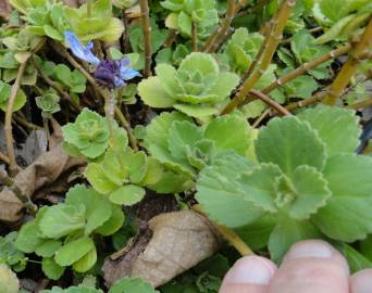 Fotografia da espécie Plectranthus caninus