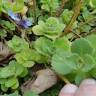 Fotografia 3 da espécie Plectranthus caninus do Jardim Botânico UTAD