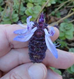 Fotografia da espécie Plectranthus caninus