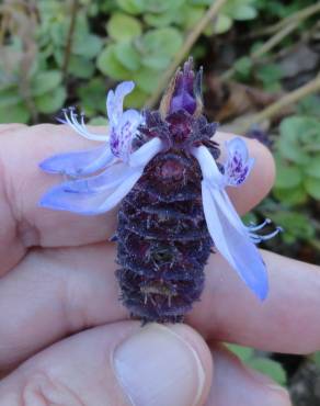 Fotografia 4 da espécie Plectranthus caninus no Jardim Botânico UTAD