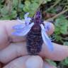 Fotografia 4 da espécie Plectranthus caninus do Jardim Botânico UTAD