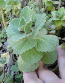 Fotografia da espécie Plectranthus caninus