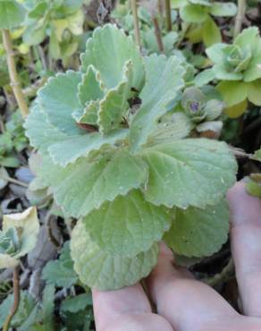 Fotografia 5 da espécie Plectranthus caninus no Jardim Botânico UTAD