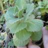 Fotografia 5 da espécie Plectranthus caninus do Jardim Botânico UTAD