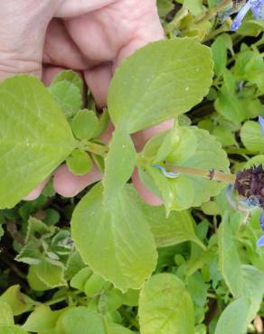 Fotografia 6 da espécie Plectranthus caninus no Jardim Botânico UTAD