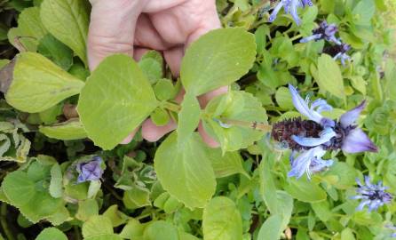 Fotografia da espécie Plectranthus caninus