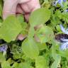 Fotografia 6 da espécie Plectranthus caninus do Jardim Botânico UTAD