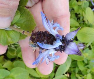 Fotografia da espécie Plectranthus caninus