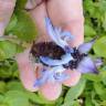 Fotografia 7 da espécie Plectranthus caninus do Jardim Botânico UTAD