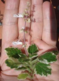 Fotografia da espécie Plectranthus forsteri