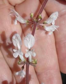 Fotografia da espécie Plectranthus forsteri