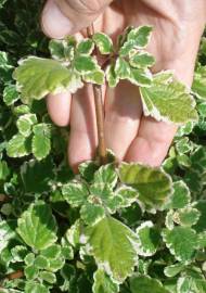 Fotografia da espécie Plectranthus forsteri