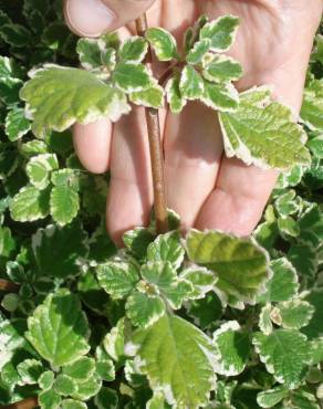 Fotografia 4 da espécie Plectranthus forsteri no Jardim Botânico UTAD