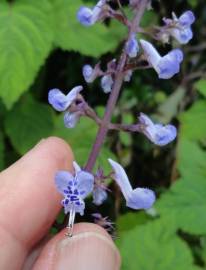 Fotografia da espécie Plectranthus fruticosus