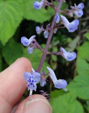Fotografia 5 da espécie Plectranthus fruticosus no Jardim Botânico UTAD