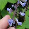 Fotografia 5 da espécie Plectranthus fruticosus do Jardim Botânico UTAD