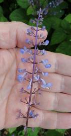 Fotografia da espécie Plectranthus fruticosus