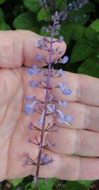 Fotografia da espécie Plectranthus fruticosus