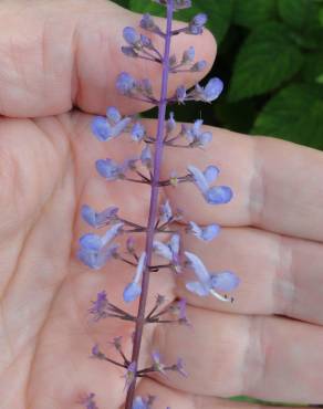 Fotografia 6 da espécie Plectranthus fruticosus no Jardim Botânico UTAD