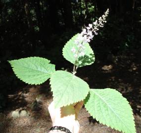 Fotografia da espécie Plectranthus fruticosus