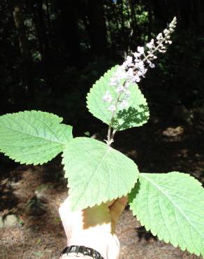 Fotografia 7 da espécie Plectranthus fruticosus no Jardim Botânico UTAD