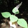 Fotografia 7 da espécie Plectranthus fruticosus do Jardim Botânico UTAD
