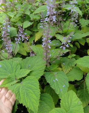 Fotografia 8 da espécie Plectranthus fruticosus no Jardim Botânico UTAD