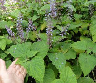 Fotografia da espécie Plectranthus fruticosus