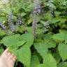 Fotografia 8 da espécie Plectranthus fruticosus do Jardim Botânico UTAD