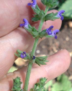 Fotografia 3 da espécie Salvia sclareoides no Jardim Botânico UTAD