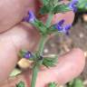 Fotografia 3 da espécie Salvia sclareoides do Jardim Botânico UTAD