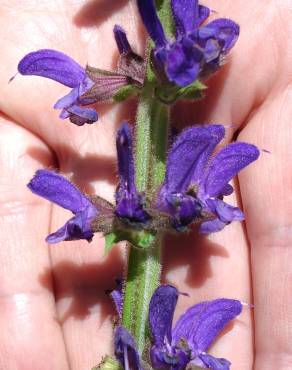 Fotografia 1 da espécie Salvia sclareoides no Jardim Botânico UTAD