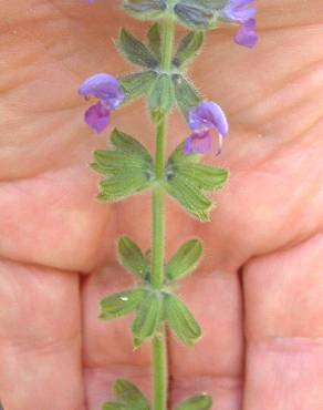 Fotografia 4 da espécie Salvia sclareoides no Jardim Botânico UTAD