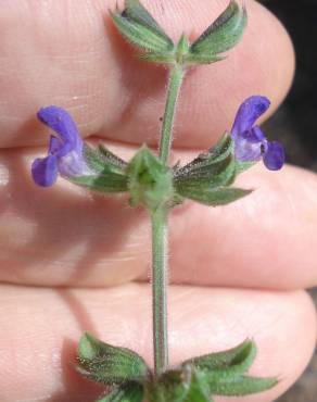 Fotografia 5 da espécie Salvia sclareoides no Jardim Botânico UTAD