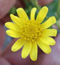 Fotografia da espécie Senecio gallicus