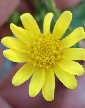 Fotografia 11 da espécie Senecio gallicus no Jardim Botânico UTAD