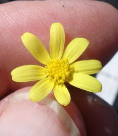 Fotografia da espécie Senecio gallicus