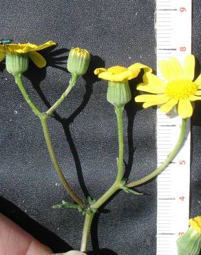 Fotografia 16 da espécie Senecio gallicus no Jardim Botânico UTAD