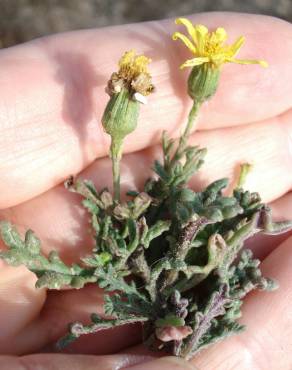 Fotografia 17 da espécie Senecio gallicus no Jardim Botânico UTAD