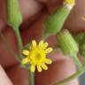 Fotografia 5 da espécie Senecio lividus do Jardim Botânico UTAD