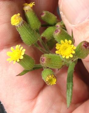 Fotografia 6 da espécie Senecio lividus no Jardim Botânico UTAD