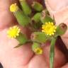 Fotografia 6 da espécie Senecio lividus do Jardim Botânico UTAD