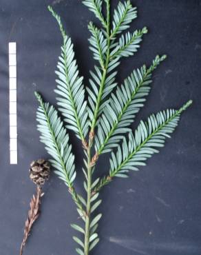 Fotografia 15 da espécie Sequoia sempervirens no Jardim Botânico UTAD